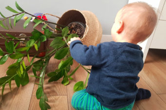 Rośliny doniczkowe niebezpieczne dla dzieci